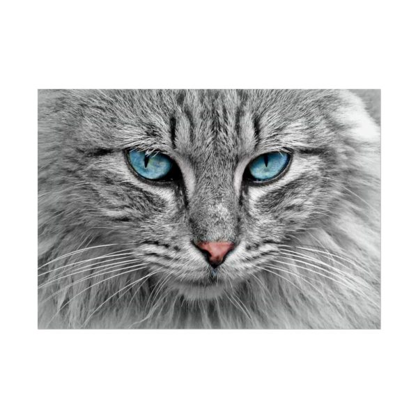 1402909024832527843_2048.jpeg Cat Face Poster