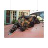 3274092735923766169_2048.jpeg Calico Cat On Car Poster