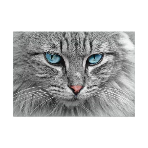 3292036901259225179_2048.jpeg Cat Face Poster