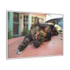 3540949038408750100_2048.jpeg Calico Cat On Car Framed Canvas
