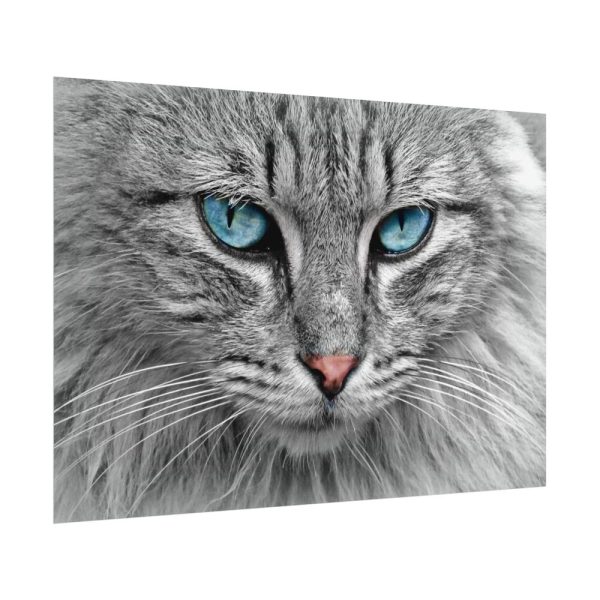 5730188992683234641_2048.jpeg Cat Face Poster