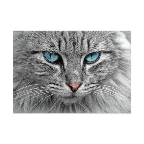 5756289061643395565_2048.jpeg Cat Face Poster
