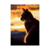 5943469586124185077_2048.jpeg Sunset Kitty Art Poster
