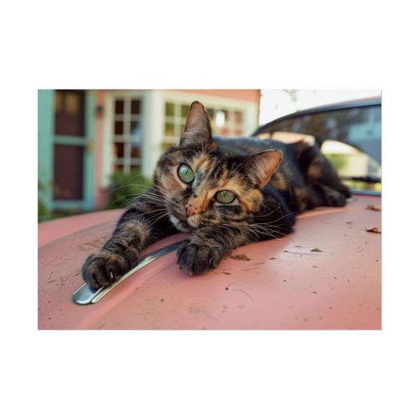 8186376447994982831_2048.jpeg Calico Cat On Car Poster