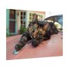 8536787428789106879_2048.jpeg Calico Cat On Car Poster