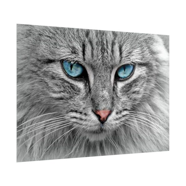 8767040516017160200_2048.jpeg Cat Face Poster