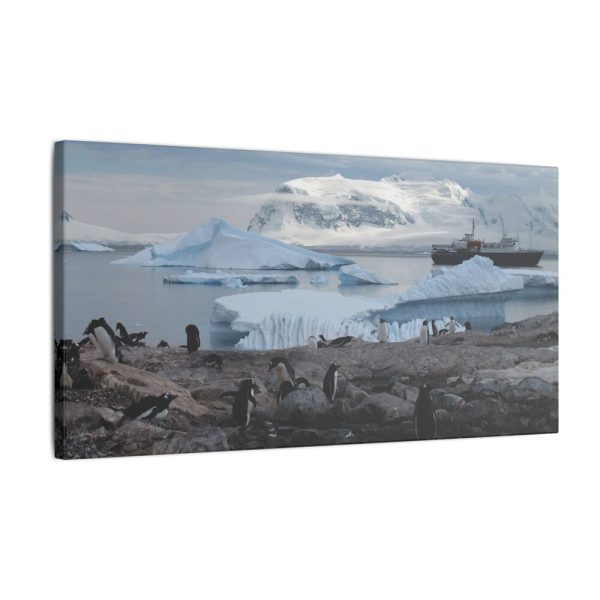 16923832701833783174_2048.jpeg Penguin in Alaska Standard Canvas