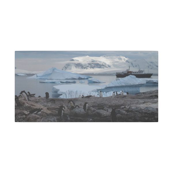 3326919910469499979_2048.jpeg Penguin in Alaska Standard Canvas
