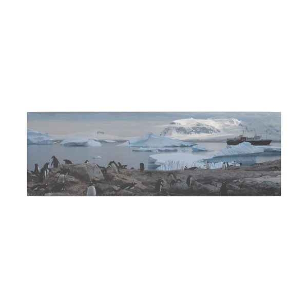 413024168882294343_2048.jpeg Penguin in Alaska Standard Canvas