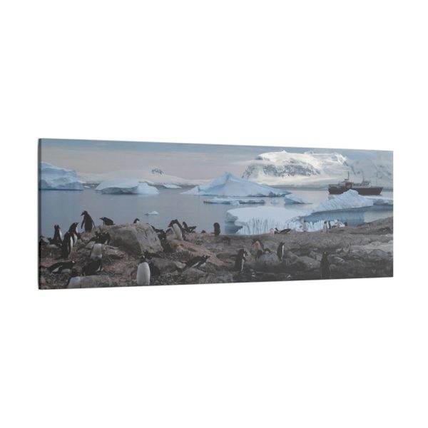 4218049804480638252_2048.jpeg Penguin in Alaska Standard Canvas