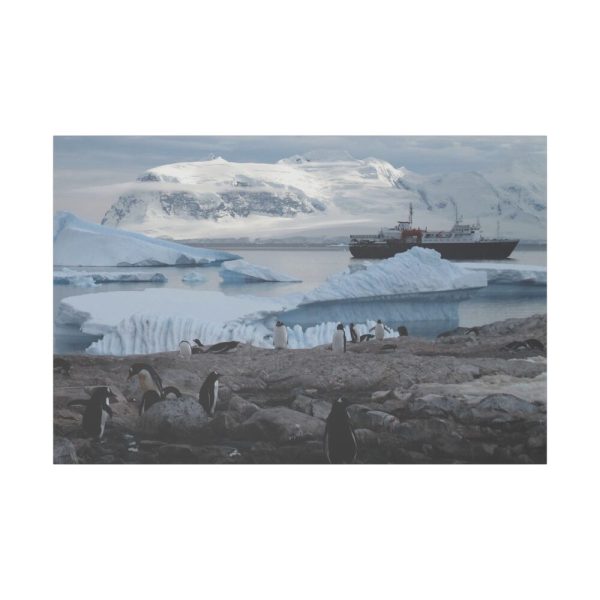 7079343658111547876_2048.jpeg Penguin in Alaska Standard Canvas