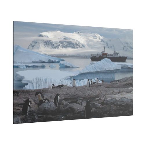 Penguin in Alaska Standard Canvas