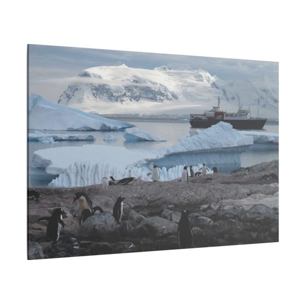 758029592237655503_2048.jpeg Penguin in Alaska Standard Canvas