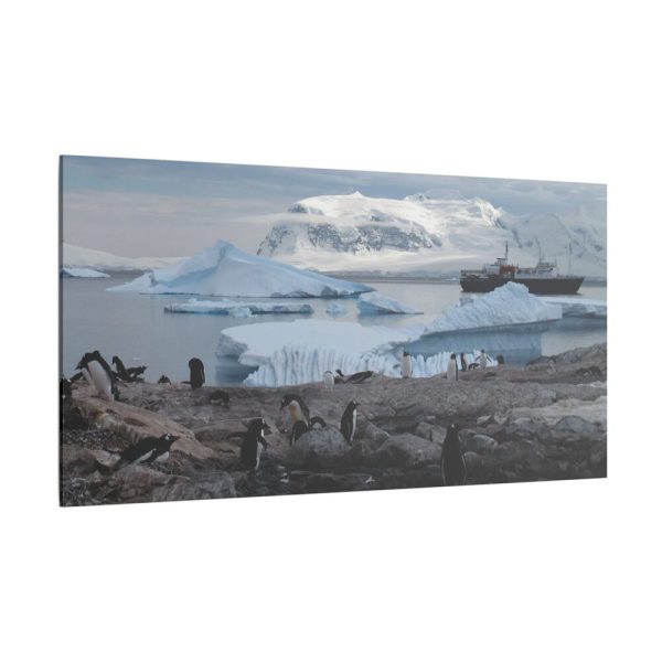 9778115476442630531_2048.jpeg Penguin in Alaska Standard Canvas